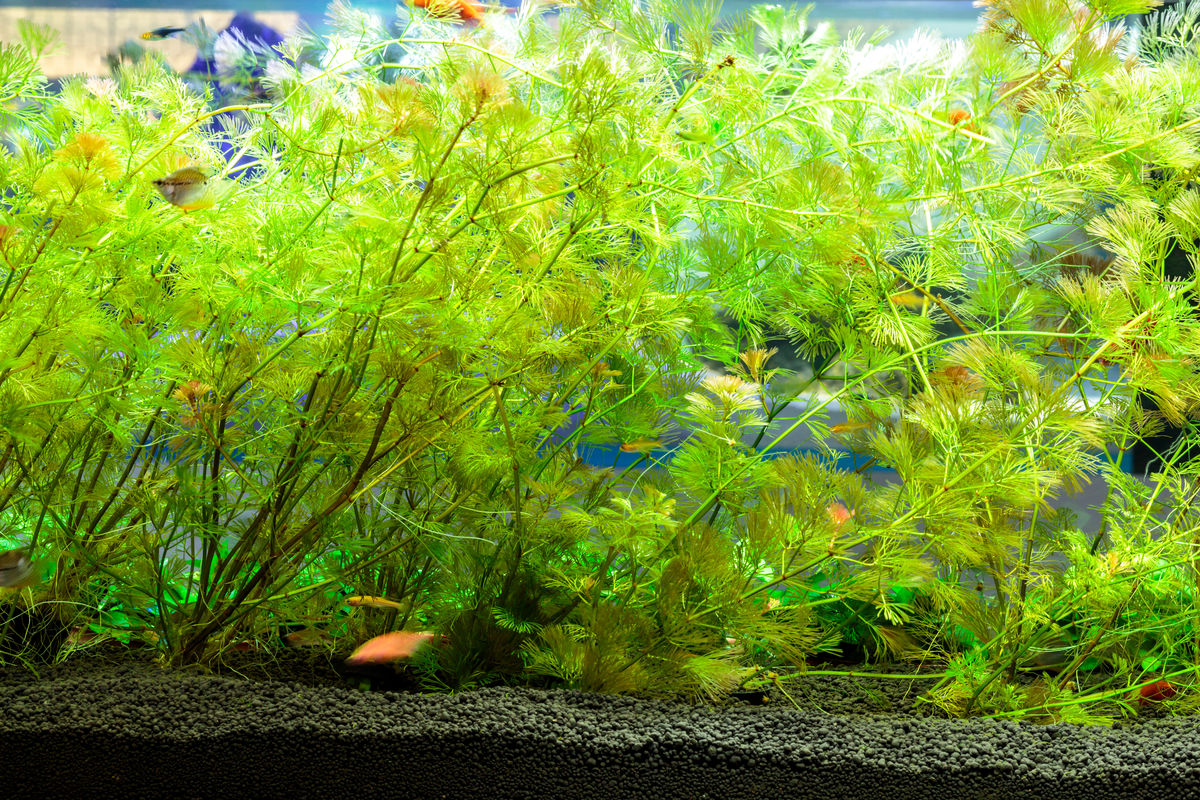 最近流行的水草造景風(fēng)格簡(jiǎn)介